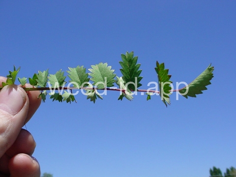 burnet, annual